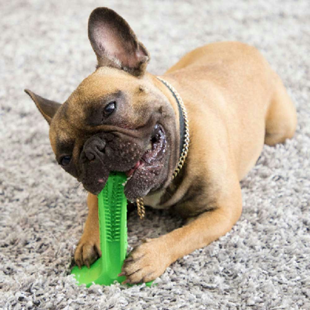 Tuggleksak för hund - Tandborste som stärker och rengör tänderna.