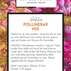 Pollinerarmix | Frö Dahlia