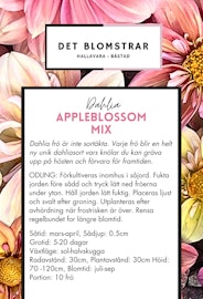 Appleblossom Mix | Frö Dahlia