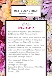 SpecialMix | Frö Dahlia
