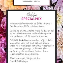SpecialMix | Frö Dahlia