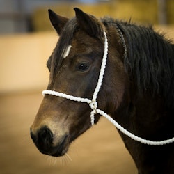Show Halter - Rope