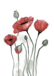 POPPIES POSTER