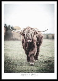 HIGHLAND CATTLE POSTER