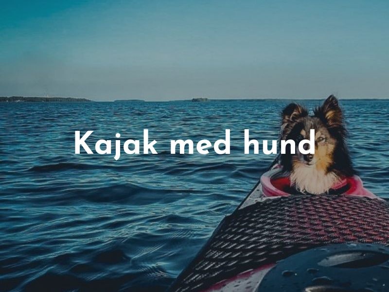 Kajak med hund - Allt du behöver veta när du ska paddla kajak med hund