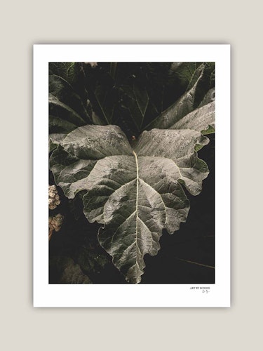 Rhubarb