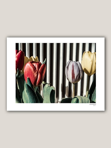 Tulips