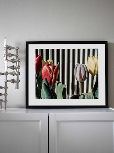 Tulips