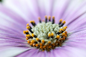 Margerita blomma, Dalarna