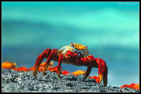 Sally Lightfoot krabba, Galapagos