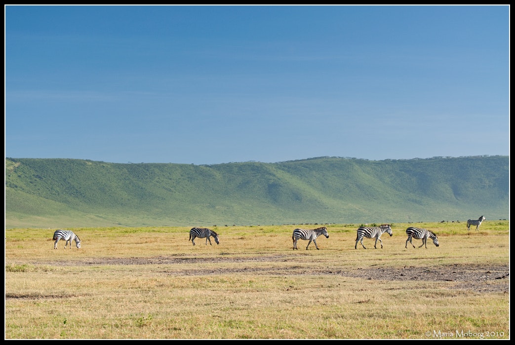 Zebras Ngorongoro, Tanzania