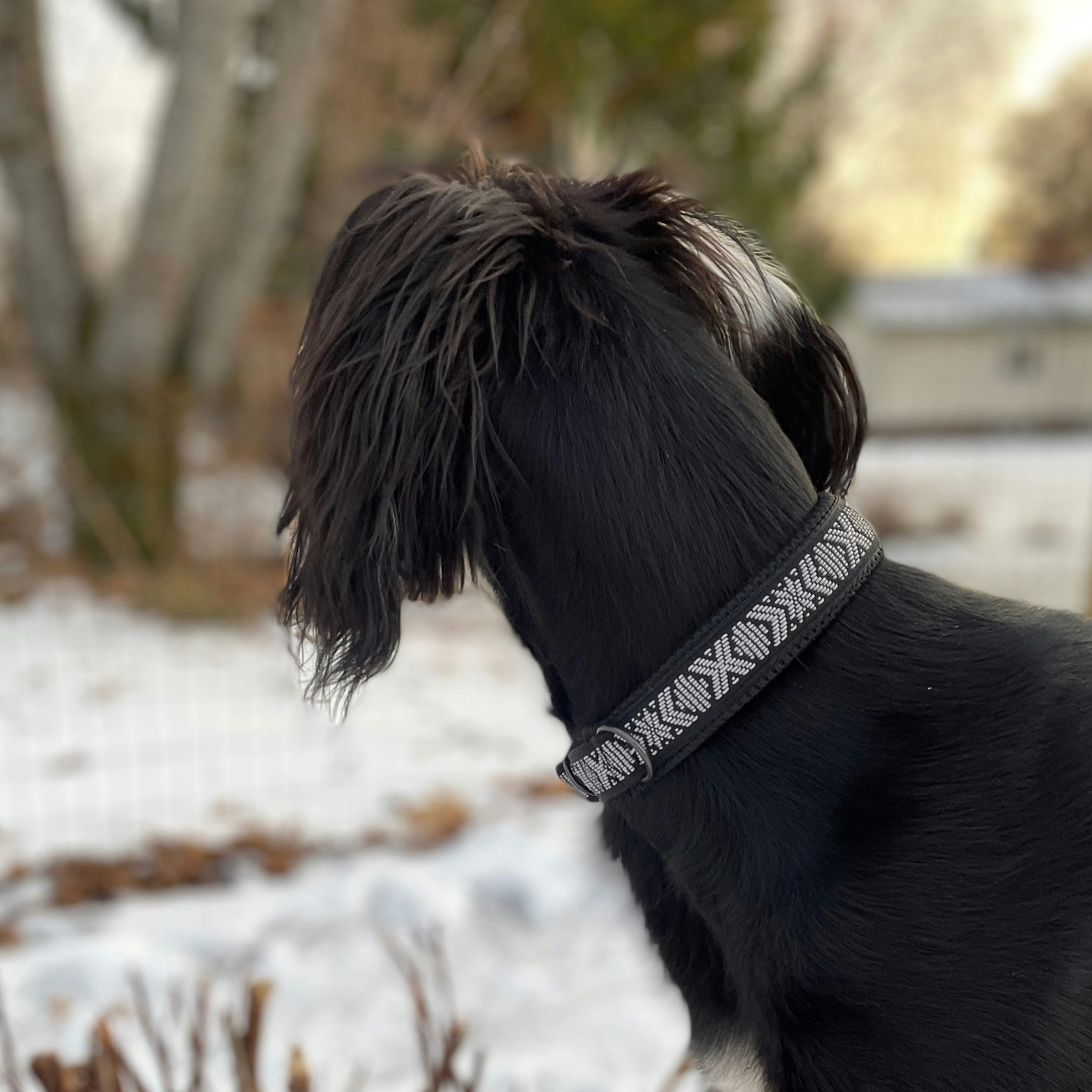 Hundhalsband reflex