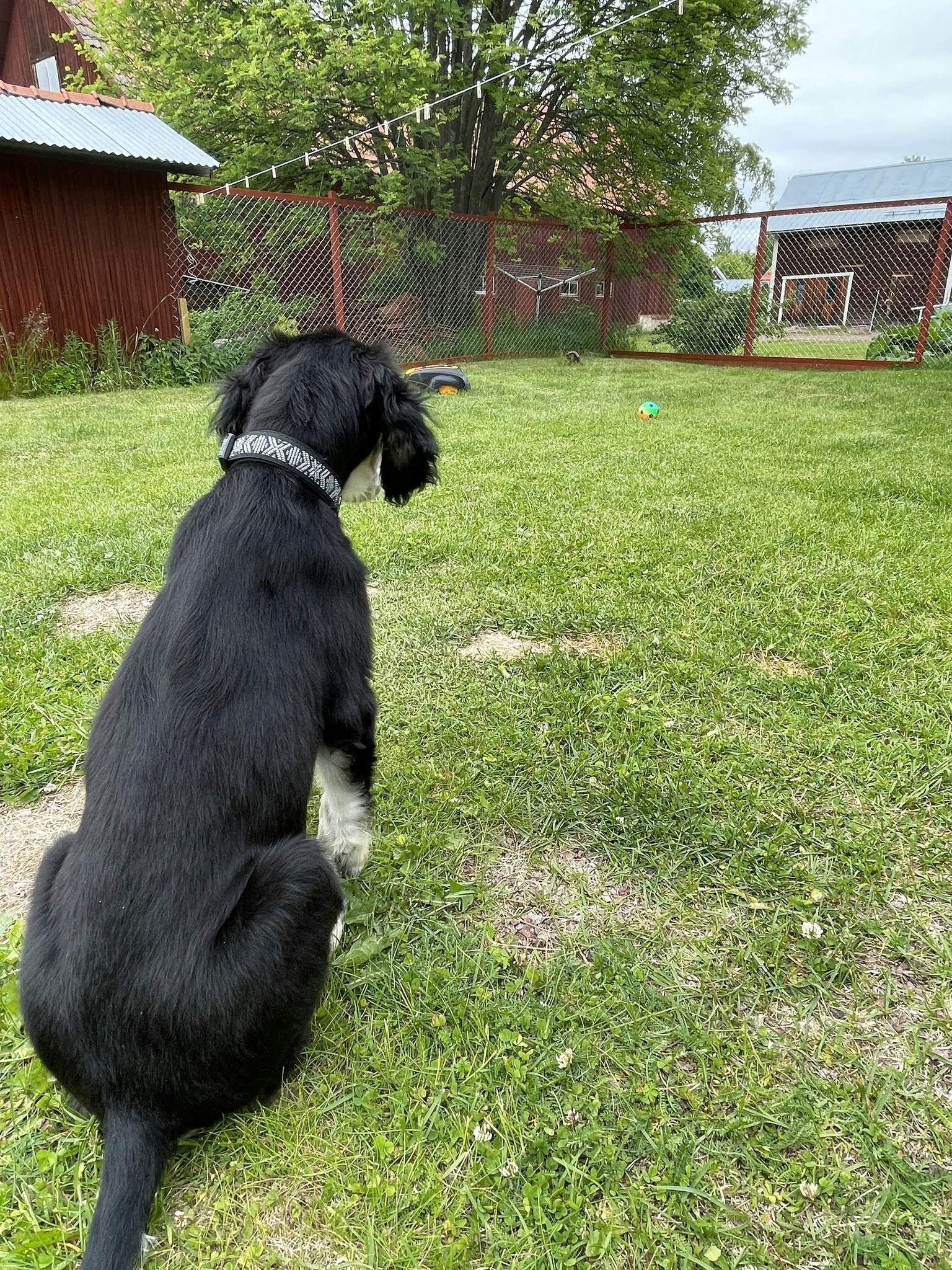 Hundhalsband reflex