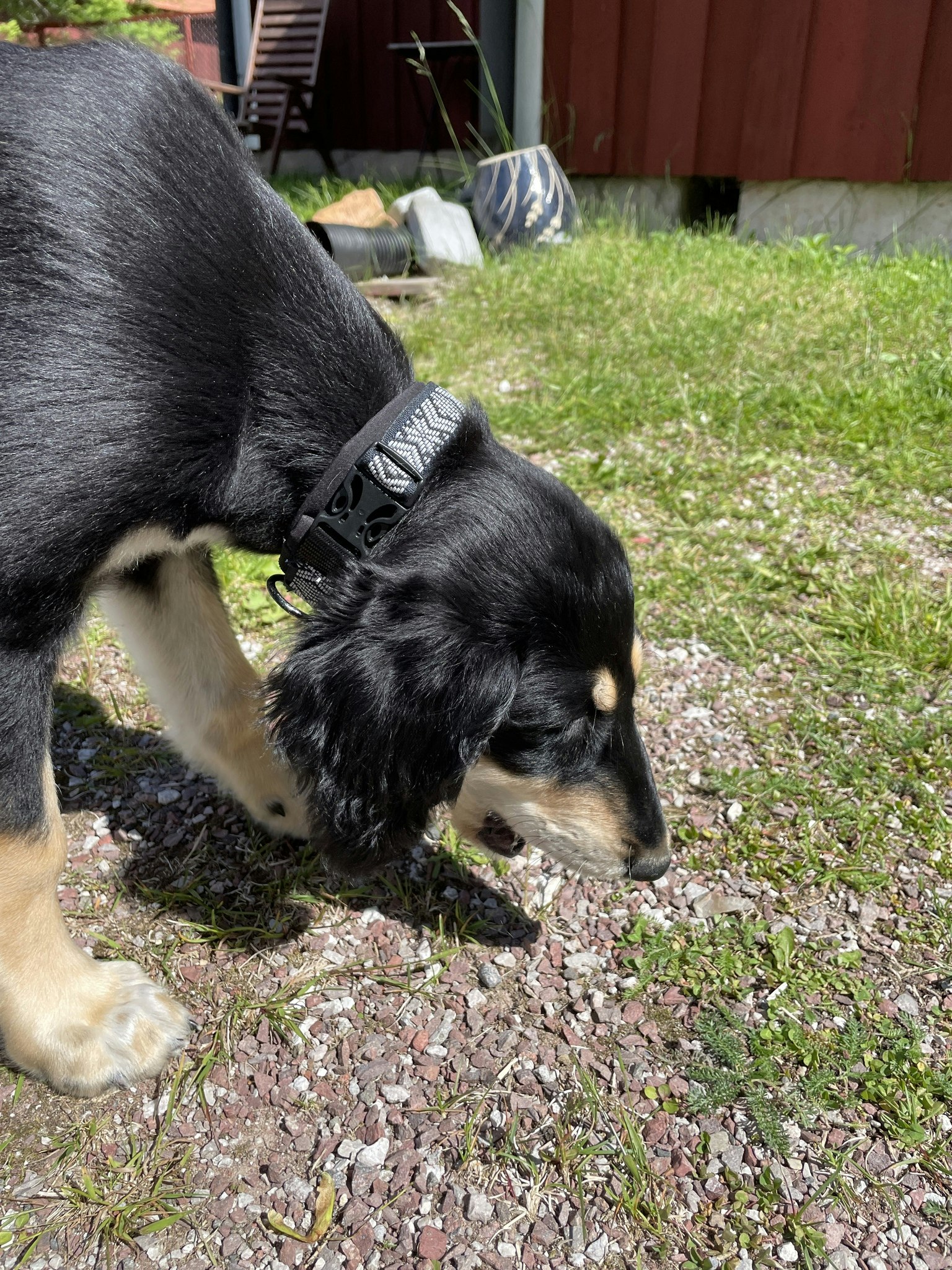 Hundhalsband reflex