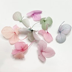 Dried Flowers