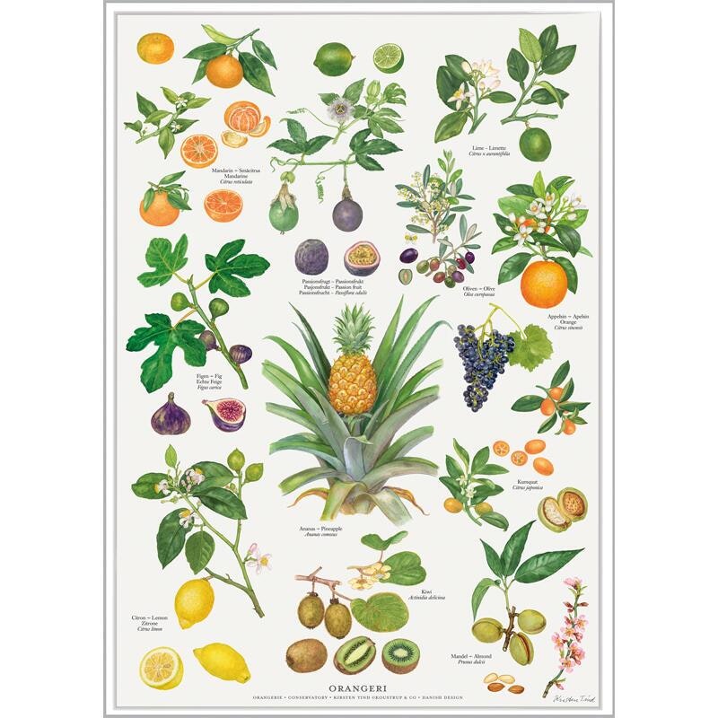 Kunstprint og naturplakater - Bellissima
