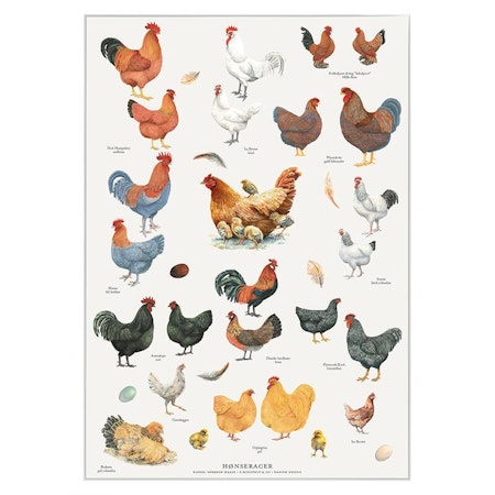 Plakat av hønseraser, fjær og egg A4