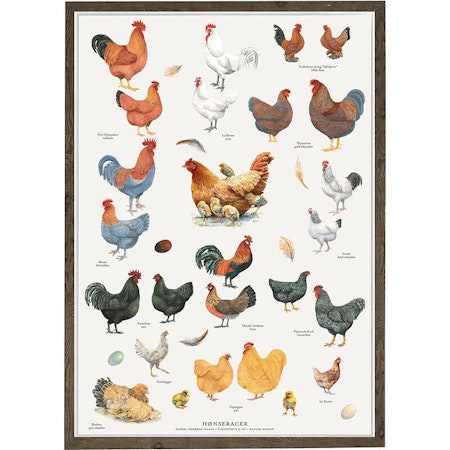 Plakat av hønseraser, fjær og egg A4