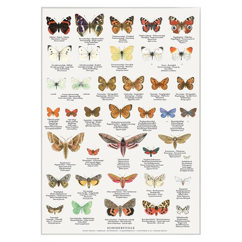 Plakat sommerfugler A4