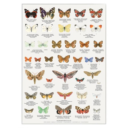 Plakat sommerfugler A4