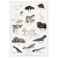 Plakat arktiske dyr A4