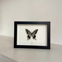 Sommerfugl Papilio Xuthus