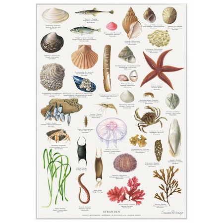 Plakat Stranden A4