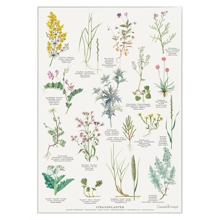 Plakat Strandplanter