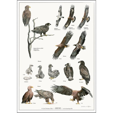 Plakat Ørn