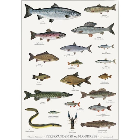 Plakat ferskvannsfisk og kreps