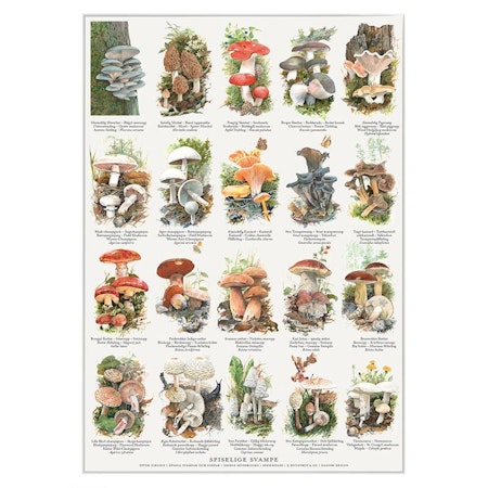 Plakat Spiselig sopp A4