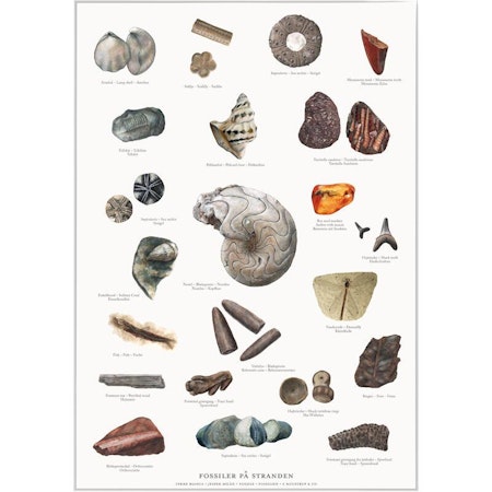 Plakat Fossiler A4