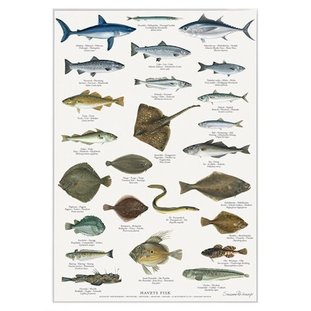 Plakat Havets fisk A4 og A2