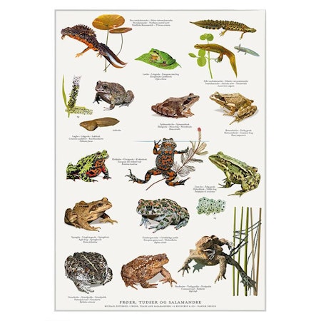 Plakat Frosk, padde & salamander A4
