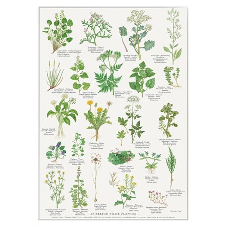 Plakat Spiselige ville planter A4