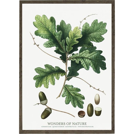 Kunstprint eikenøtt A4