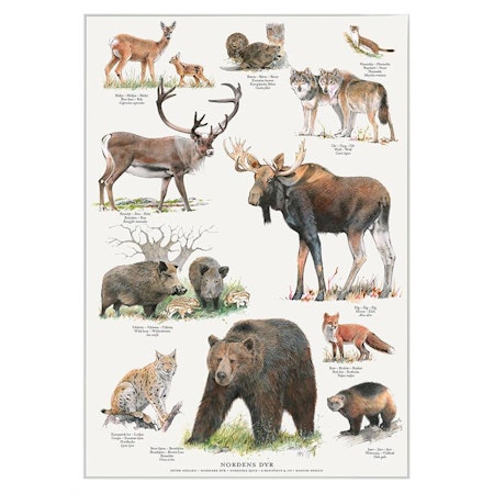 Plakat Nordens dyr A4