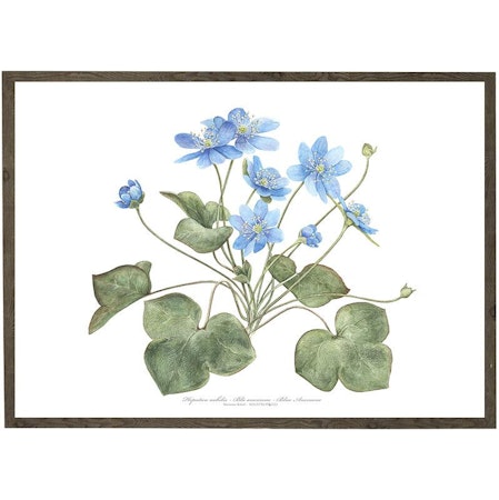 Kunstprint Blåveis, Hepatica nobilis i A4
