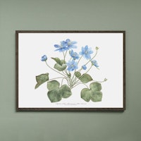 Kunstprint Blåveis, Hepatica nobilis i A4