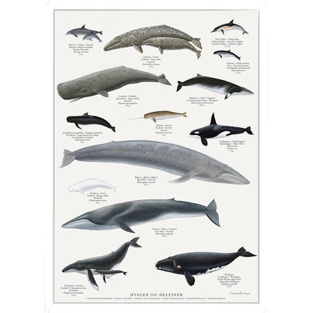Plakat hvaler A4 og A2