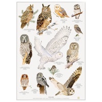 Plakat ugler A4 og A2