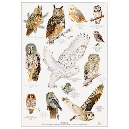 Plakat ugler A4 og A2