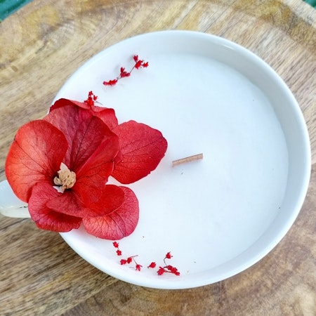 Hibiskus