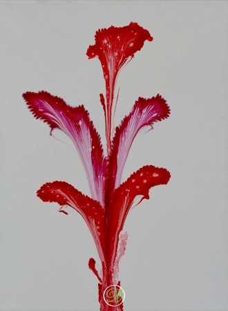 Pouring Red flower