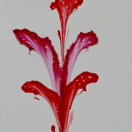 Pouring Red flower