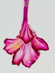 Pouringtavlan Flower