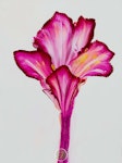 Pouringtavlan Flower