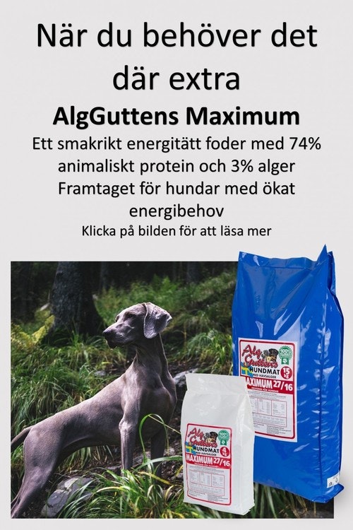 AlgGutten Maximum Svensktillverkat hundfoder med havsalger