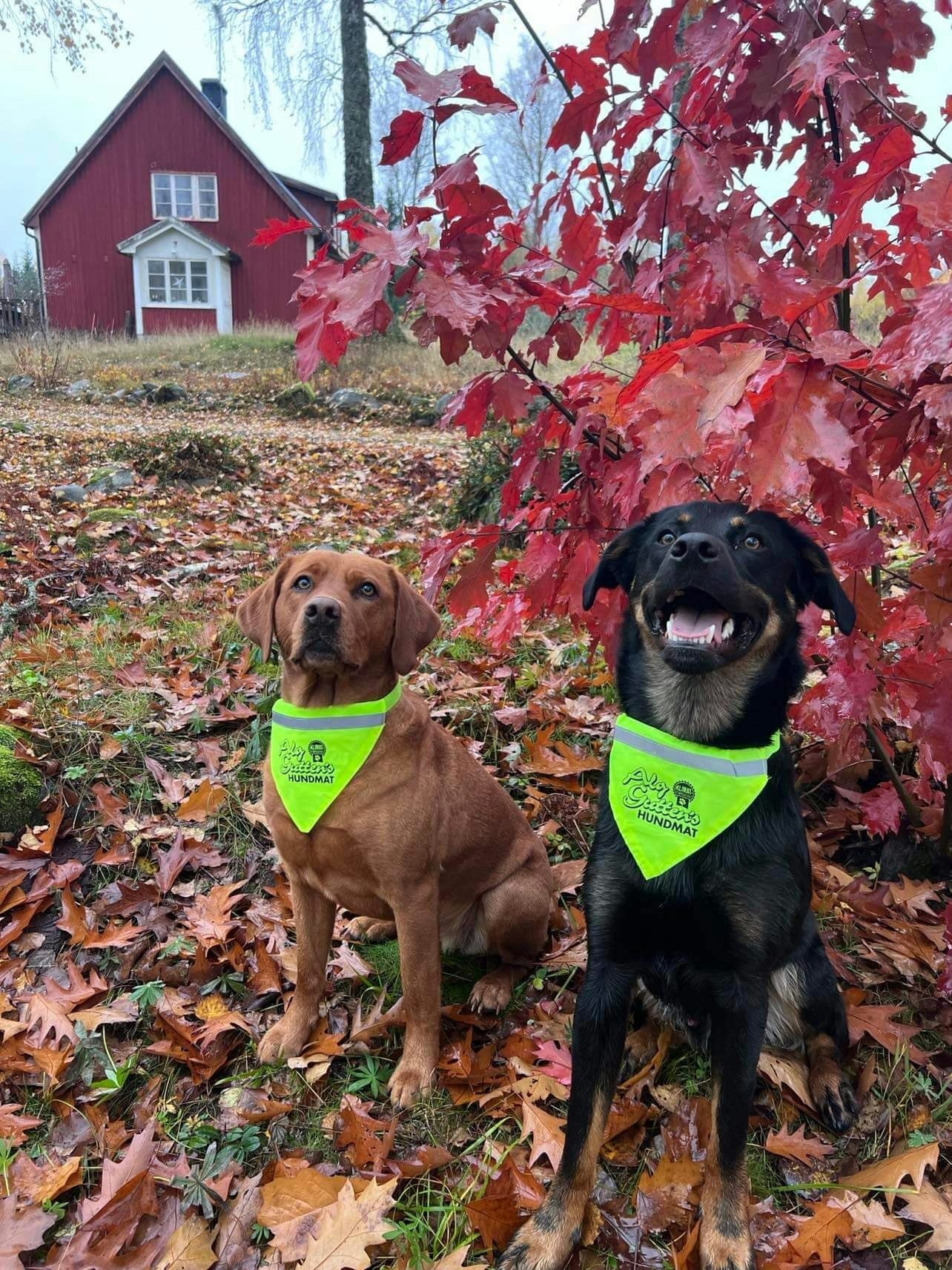 Reflexbandana med halsband