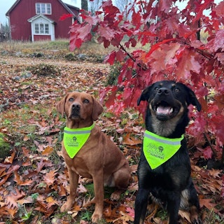 Reflexbandana med halsband